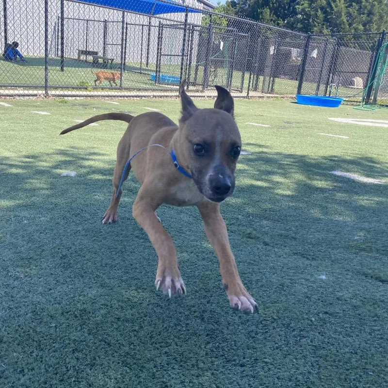 A young medium-sized male Brown / Chocolate Mixed Breed dog named Emerald for adoption in Memphis, TN