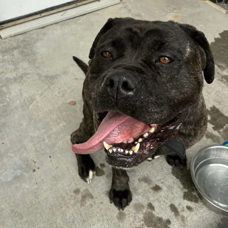 An adult large-sized female Mixed Breed dog named Maya for adoption in St. Helena, CA
