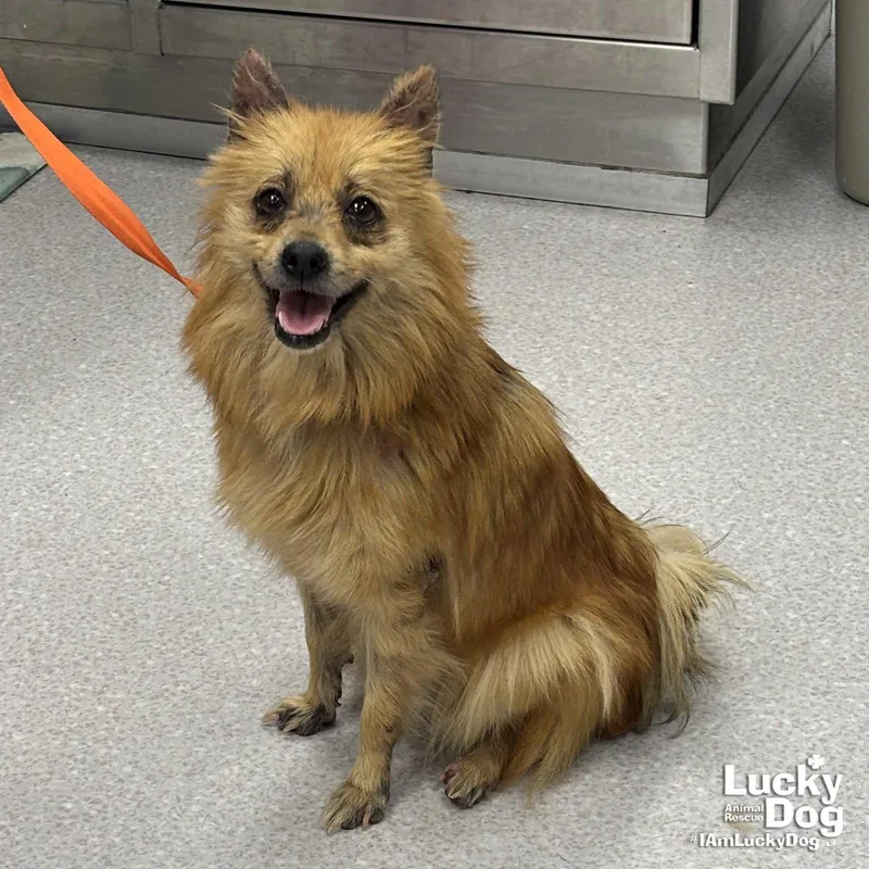 A young small-sized female Pomeranian dog named Foxie for adoption in Washington, DC