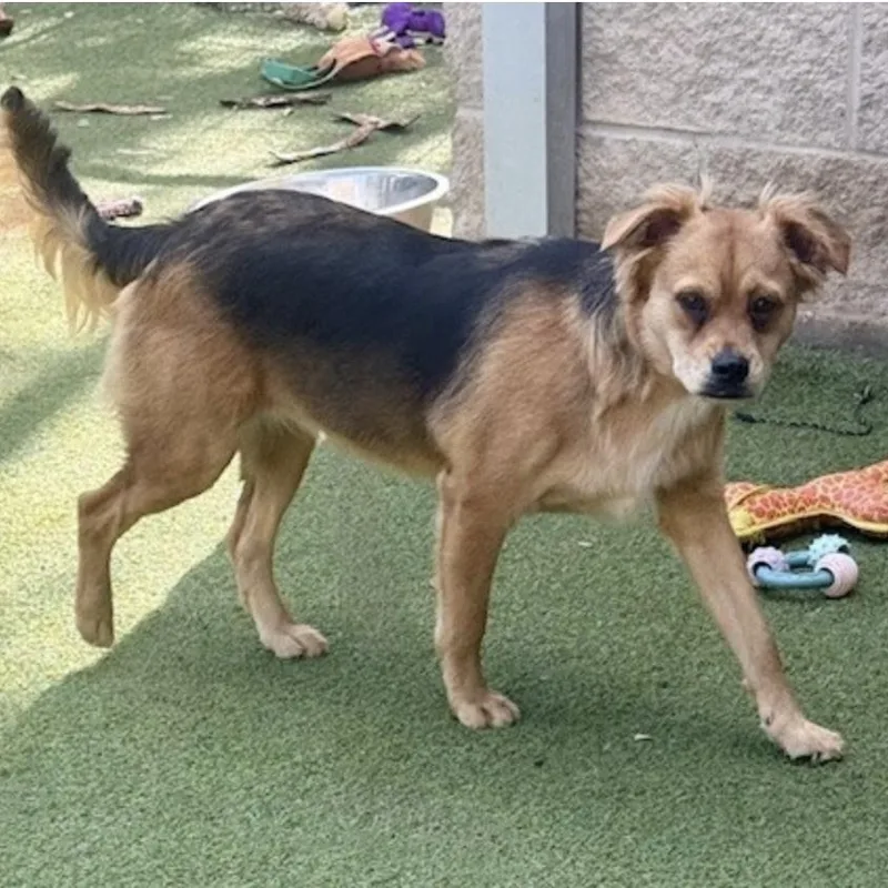 Tavistock thumbnail 2