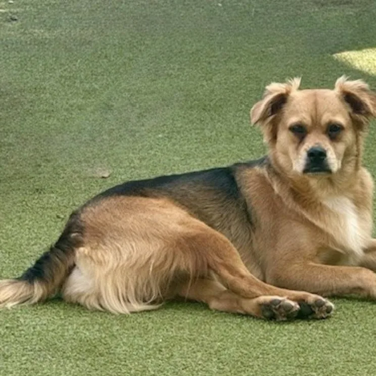 Tavistock thumbnail 4