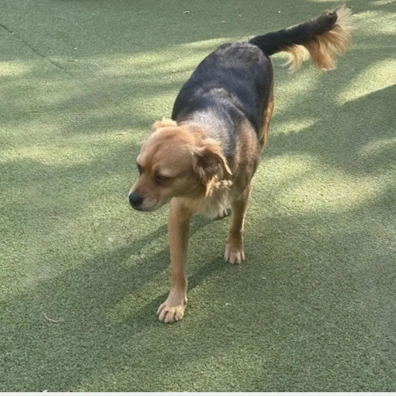 Tavistock thumbnail 5