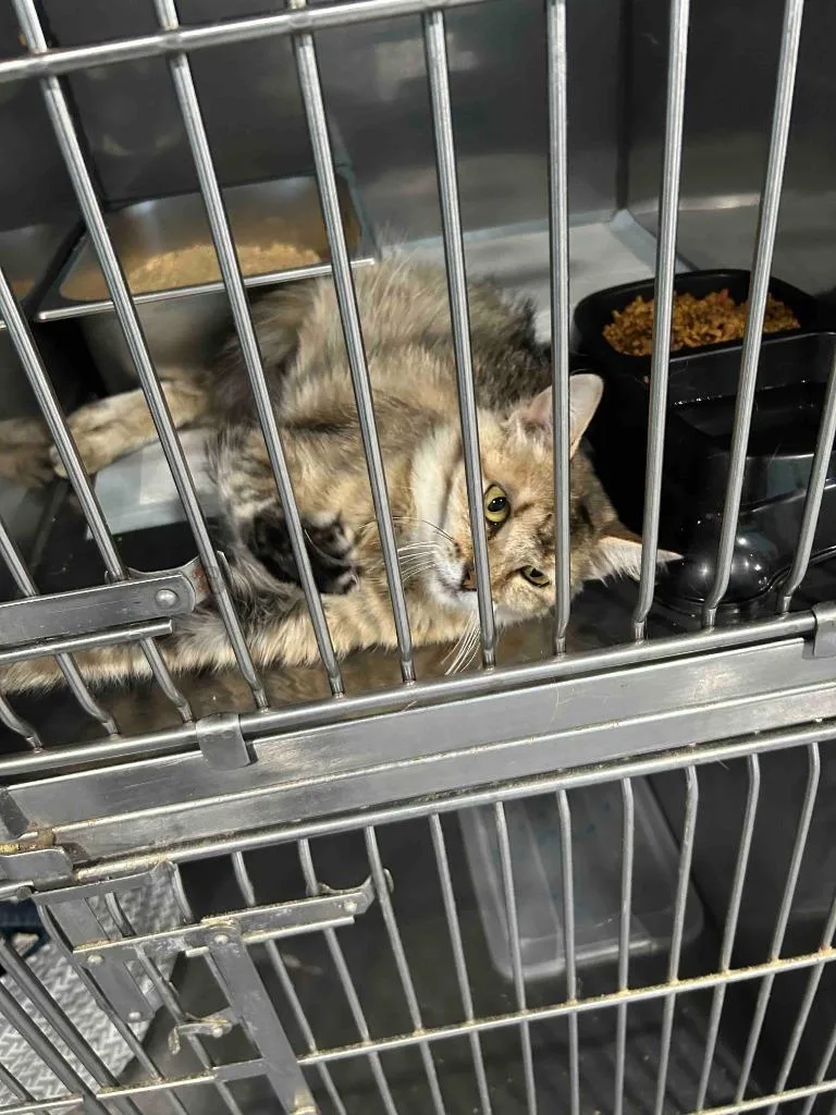 A young small-sized female American Shorthair cat named Mtn Dew for adoption in Glen Rose, TX