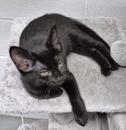A young small-sized female Domestic Short Hair cat named Leia for adoption in New Hope, PA