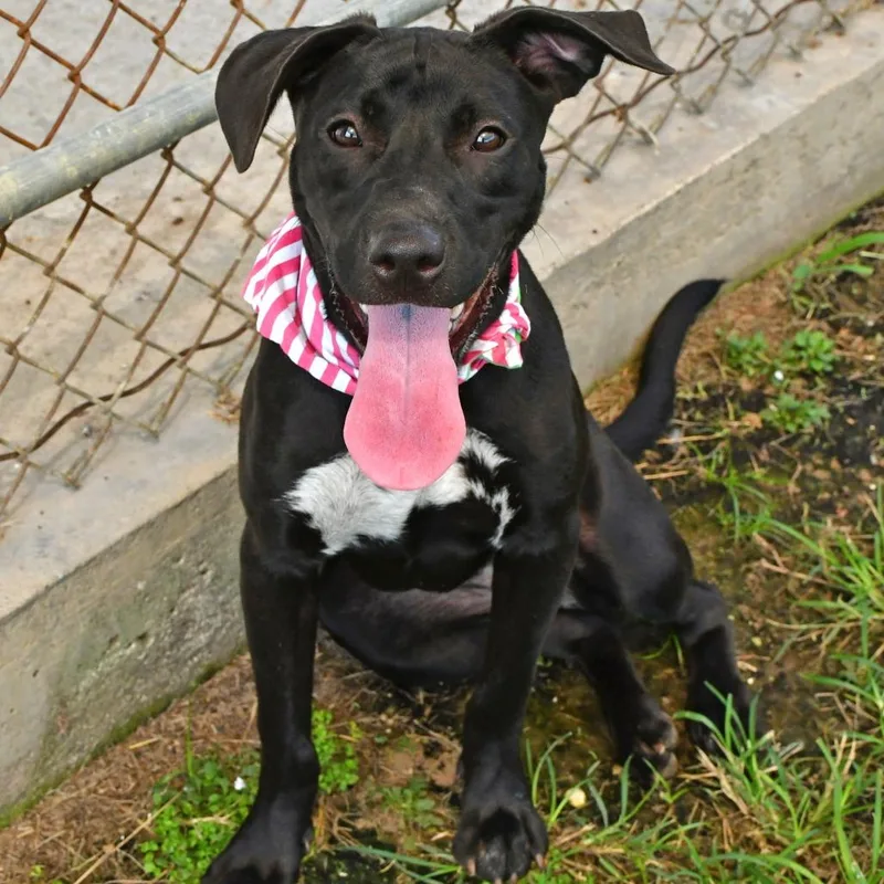 An adult medium-sized female Black Labrador Retriever dog named Stella Rosa for adoption in Beaumont, TX
