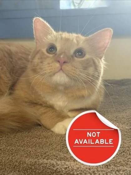An adult small-sized male Domestic Medium Hair cat named Marinara for adoption in Lowell, MA