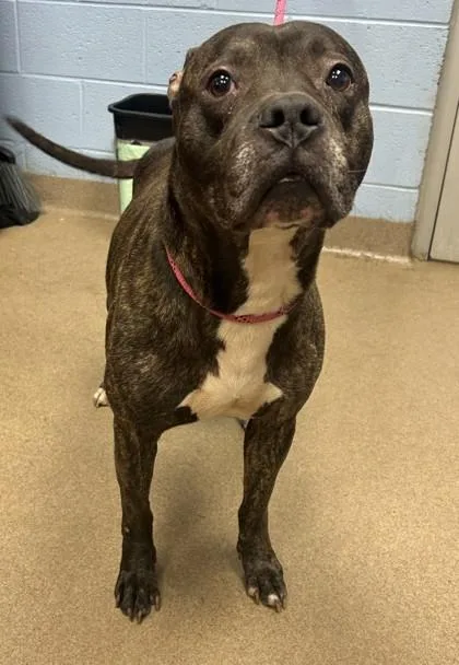 An adult large-sized male Mixed Breed dog named Donzi for adoption in Chamblee, GA
