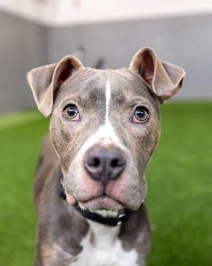 An adult medium-sized male Mixed Breed dog named Isaac for adoption in West Chester, PA