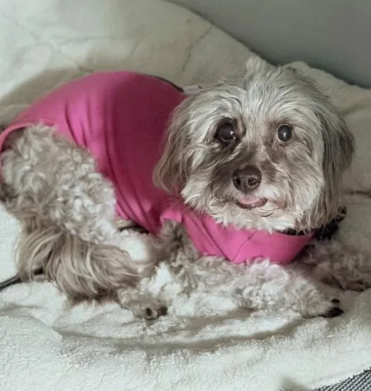 An adult small-sized female Maltipoo dog named Hannah for adoption in Suffield, CT