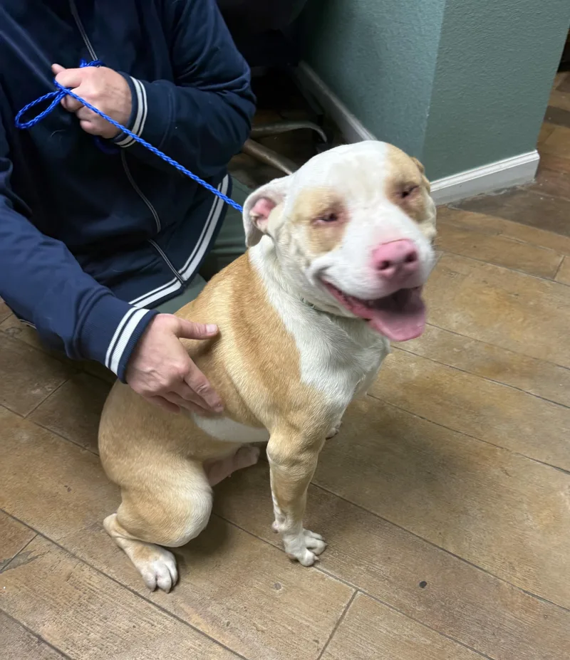 An adult large-sized male Mixed Breed dog named Moonie Vision: . Personality: for adoption in Conway, SC