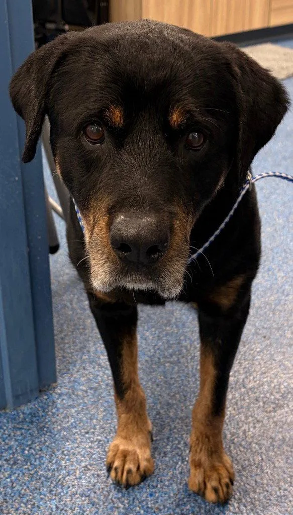 A senior large-sized male Rottweiler dog named Axel for adoption in Tarboro, NC