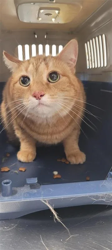 A senior small-sized female Domestic Short Hair cat named Ginger for adoption in West Chester, PA