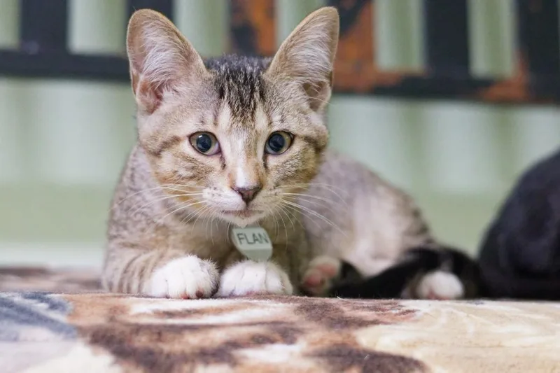 A baby medium-sized male Domestic Short Hair cat named Flan for adoption in Hot Springs, AR