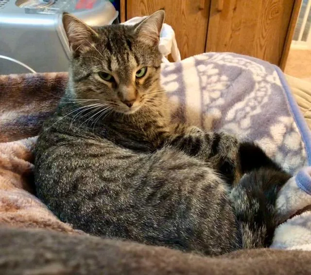 A young medium-sized male Tabby (Brown / Chocolate) Domestic Short Hair cat named Simba for adoption in Lemoyne, PA