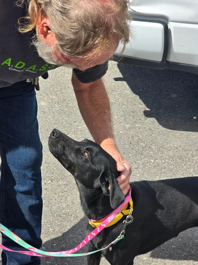 An adult medium-sized female Black Whippet dog named Minnie for adoption in Plummer, ID