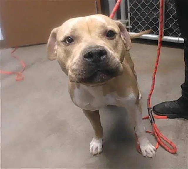 A young large-sized male Pit Bull Terrier dog named Thor for adoption in Phoenix, AZ