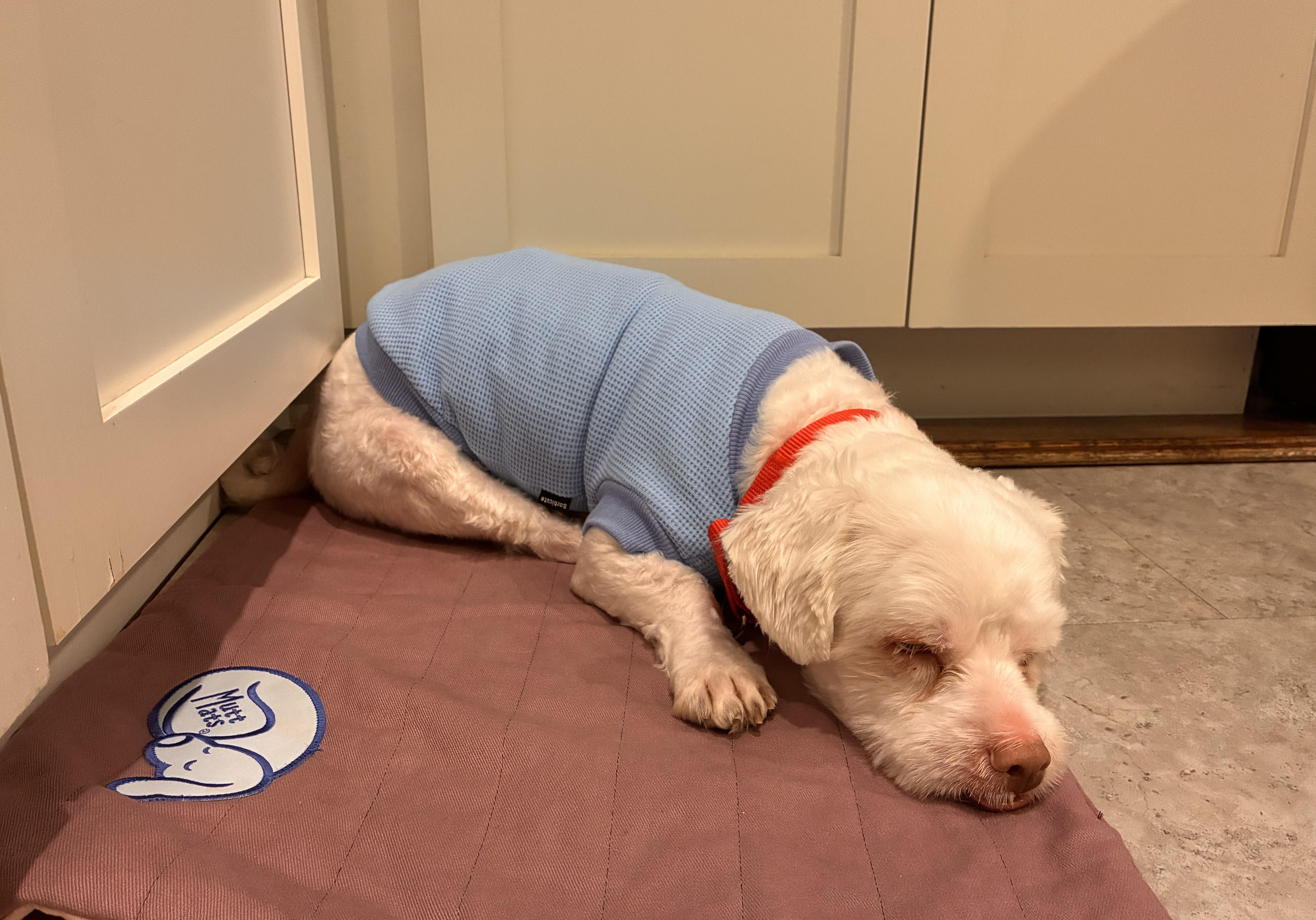 A young small-sized male White / Cream Maltese dog named Moola for adoption in Harrison, NY