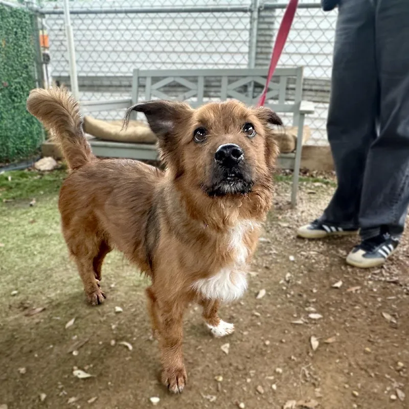 An adult medium-sized male Red / Chestnut / Orange Bolognese dog named Nemo for adoption in Austin, TX