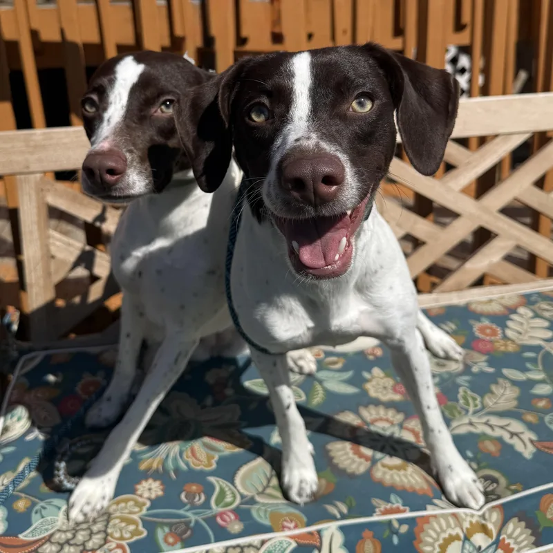 A young small-sized female White / Cream German Shorthaired Pointer dog named Lillian for adoption in Washington, PA