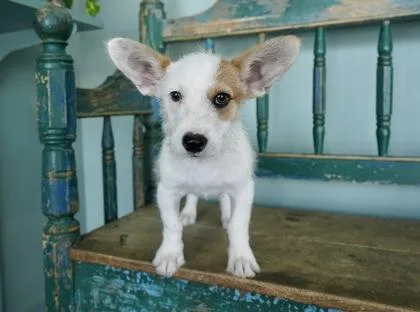 A baby small-sized male Dachshund dog named Flynn Rider for adoption in San Antonio, TX