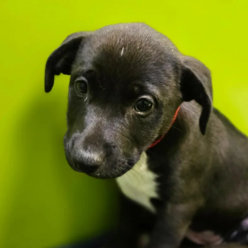 A baby small-sized female Black Pit Bull Terrier dog named Little Ann for adoption in San Jacinto, CA