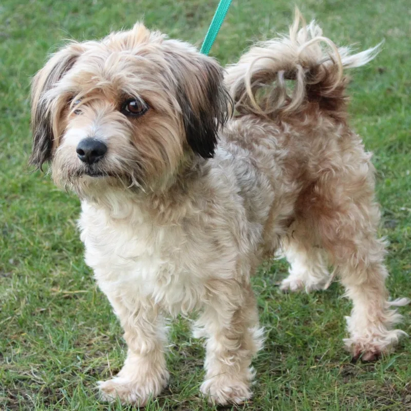 Tinker Toy thumbnail 2