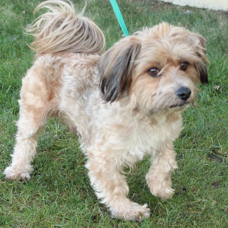 Tinker Toy thumbnail 4