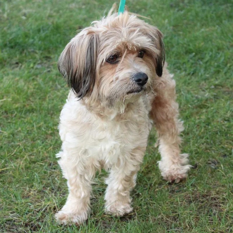 Tinker Toy thumbnail 5