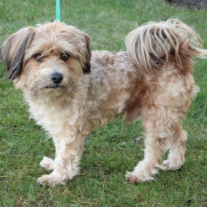 Tinker Toy thumbnail 6