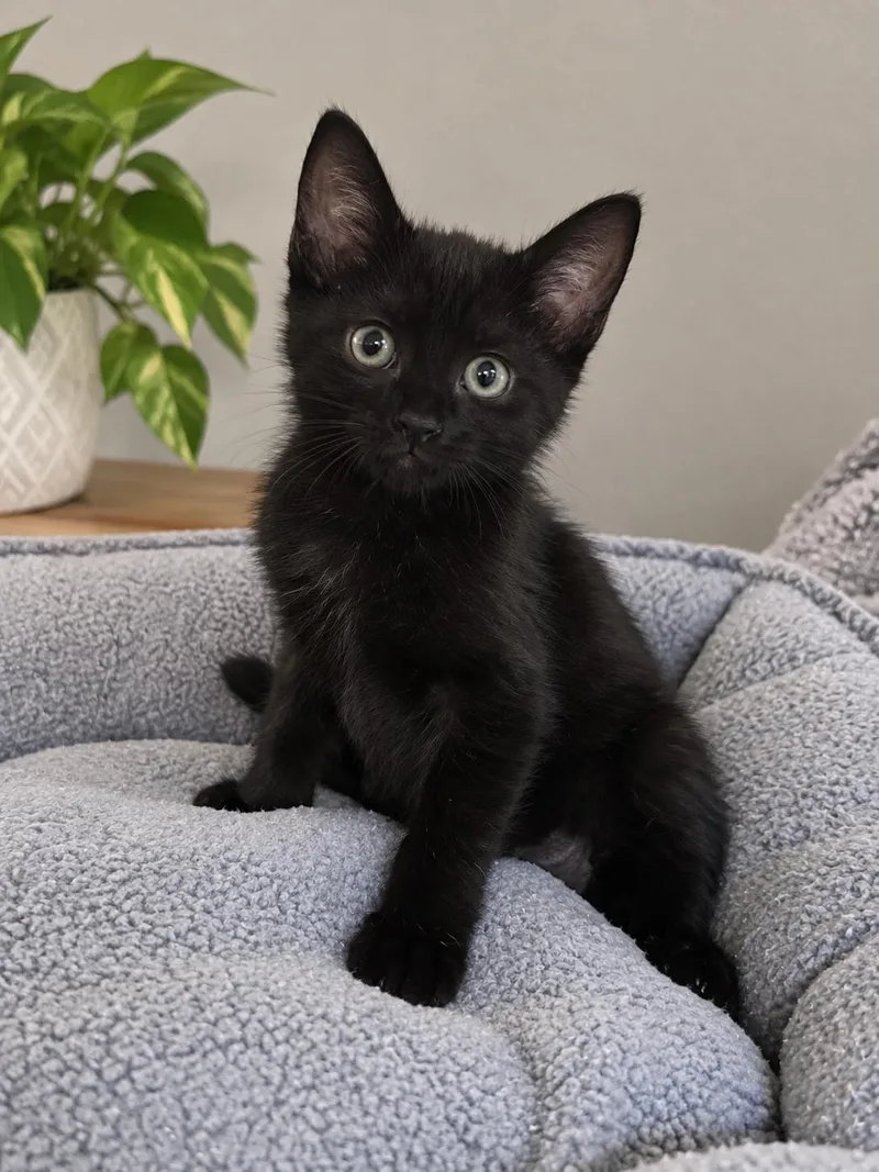 A baby small-sized female Black Domestic Short Hair cat named Paige for adoption in Jackson, GA