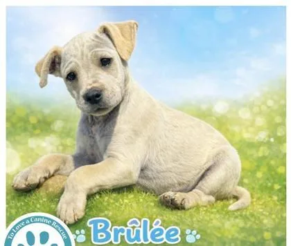 A baby medium-sized male Mixed Breed dog named Brulee for adoption in West Chester, PA