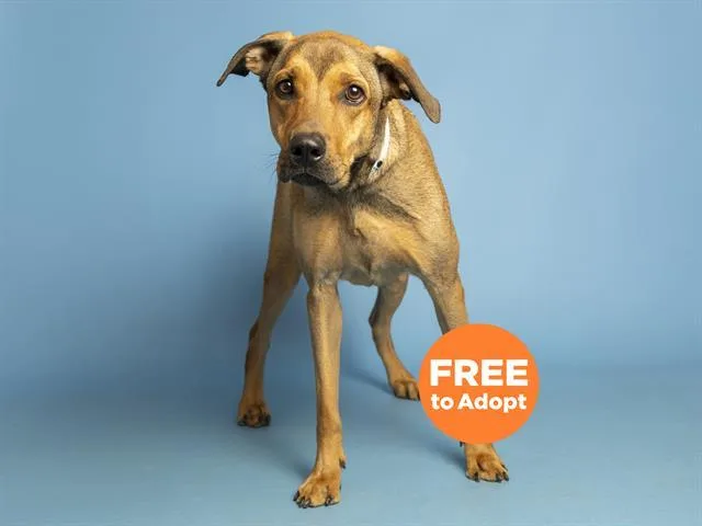 An adult medium-sized male Black and Tan Coonhound dog named Kiran for adoption in Phoenix, AZ