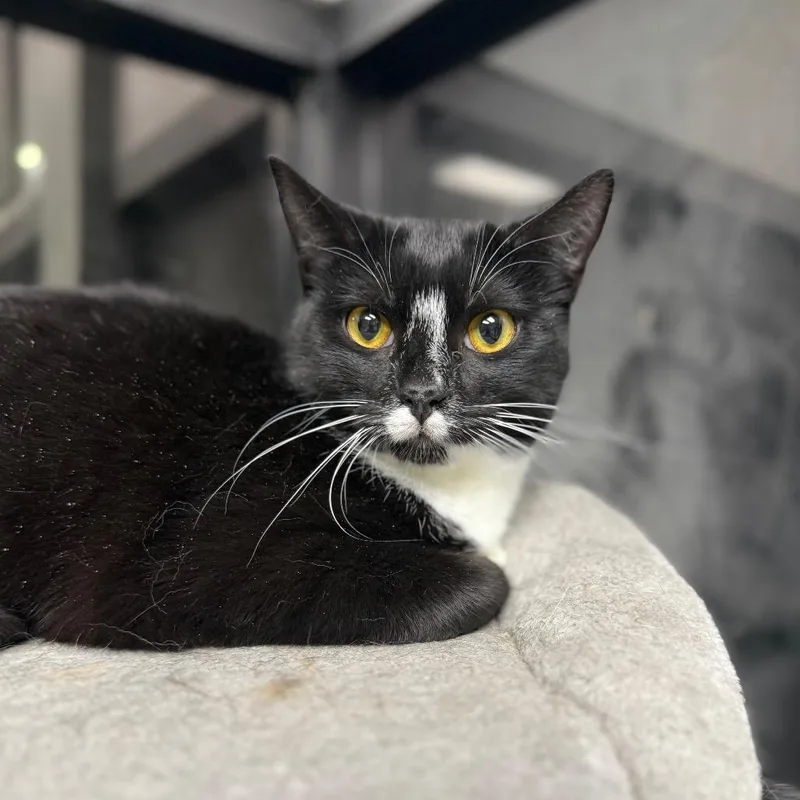 A young medium-sized female Black & White / Tuxedo Domestic Short Hair cat named Queen Tuxankhamun for adoption in Monticello, IA
