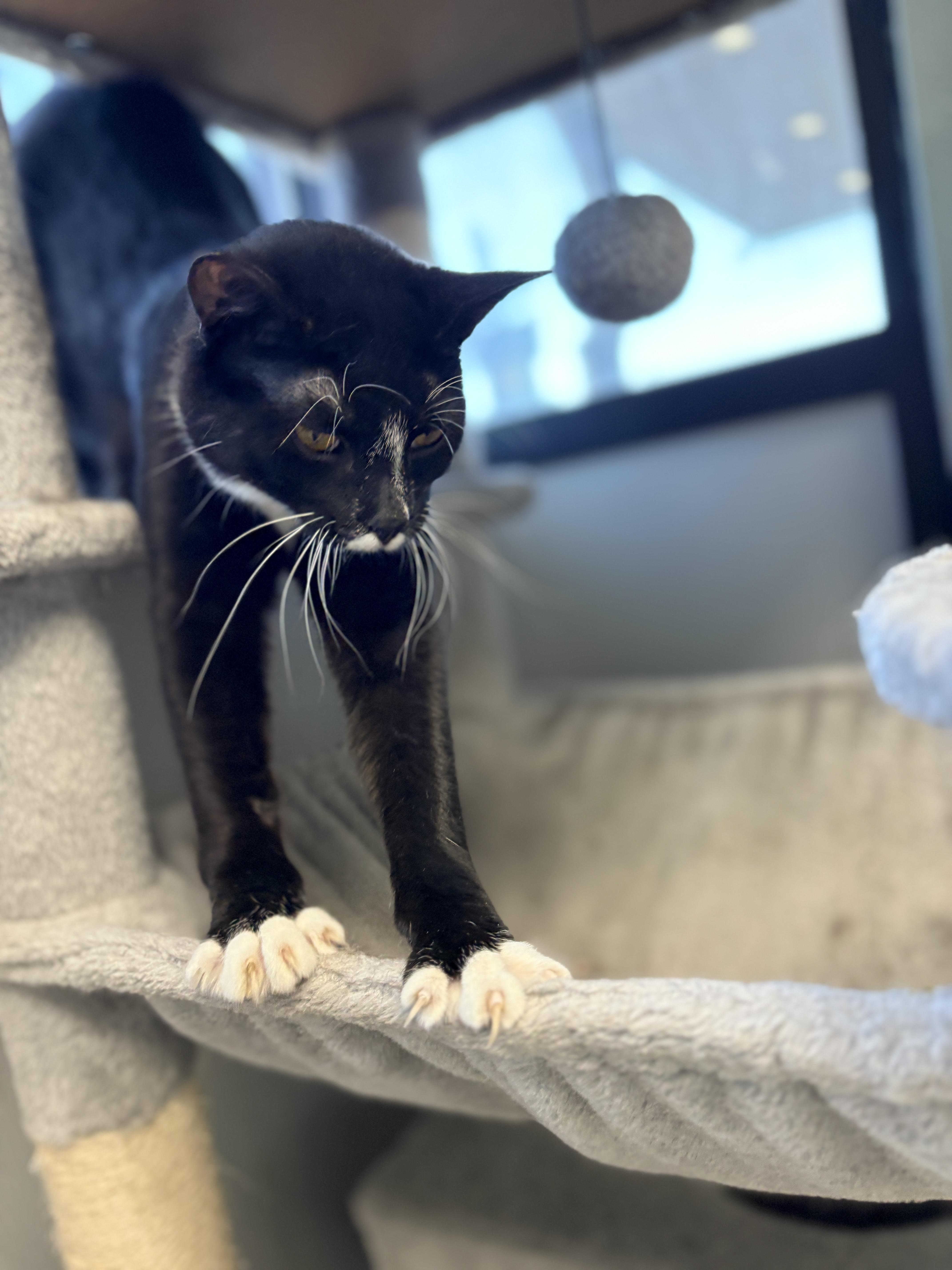 Queen Tuxankhamun thumbnail 3