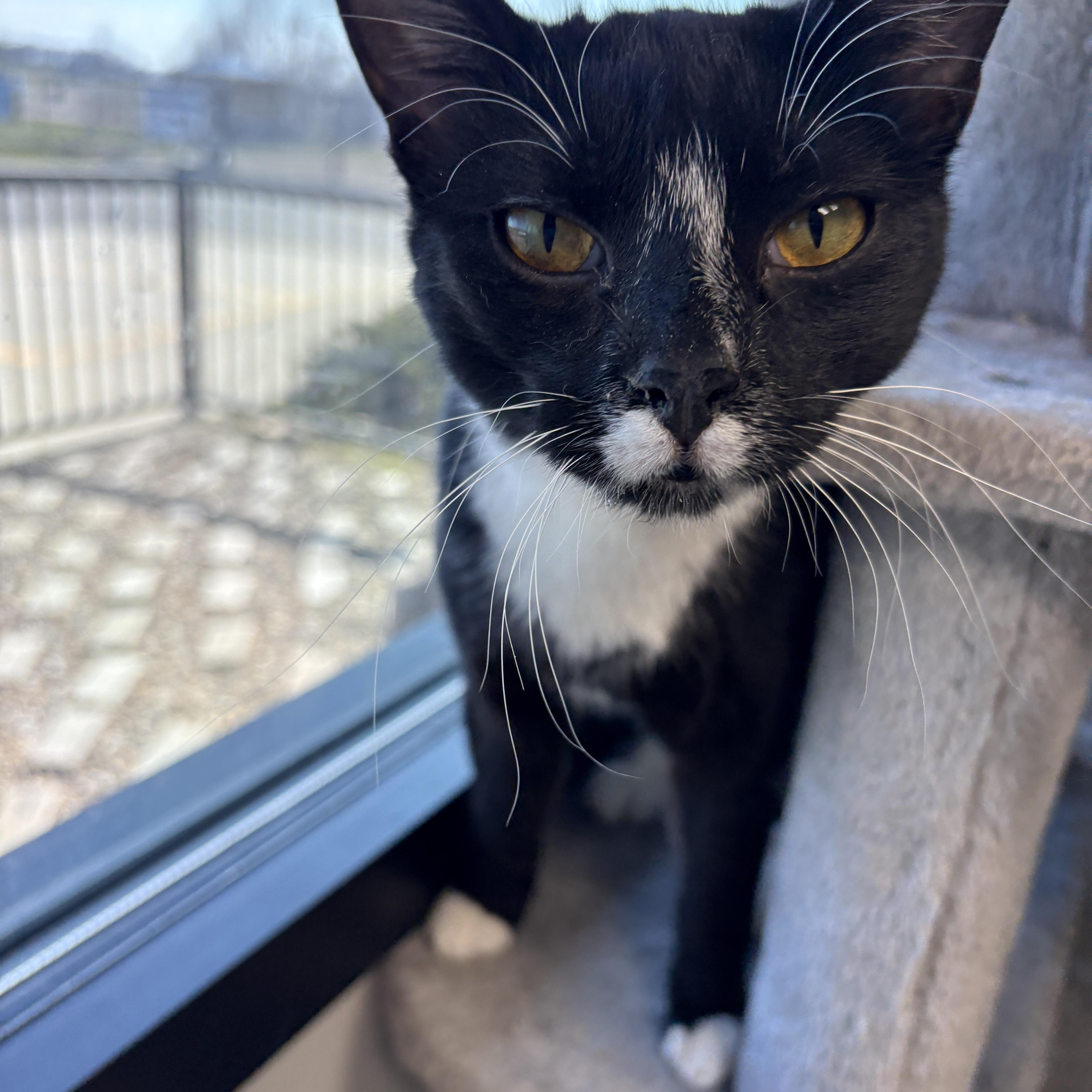 Queen Tuxankhamun thumbnail 6