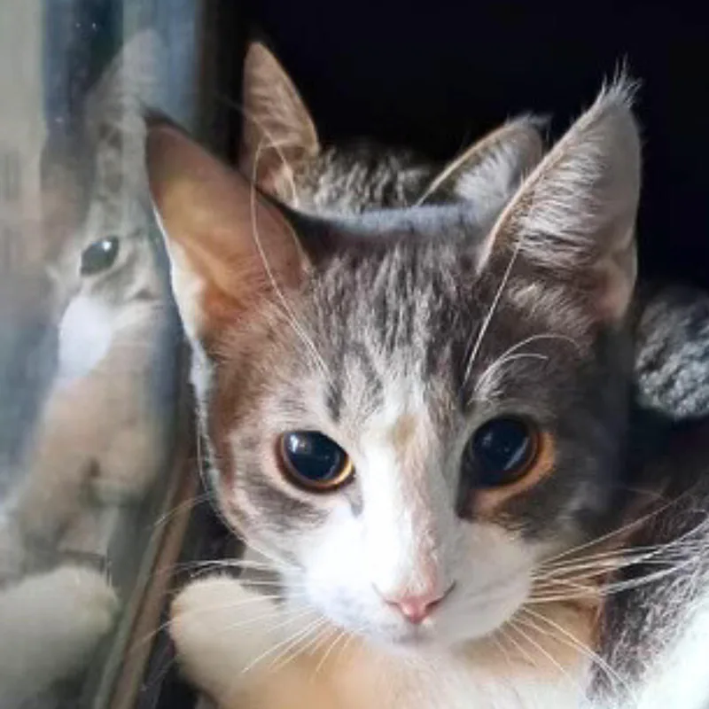 Piccolo [and Oboe] thumbnail 2