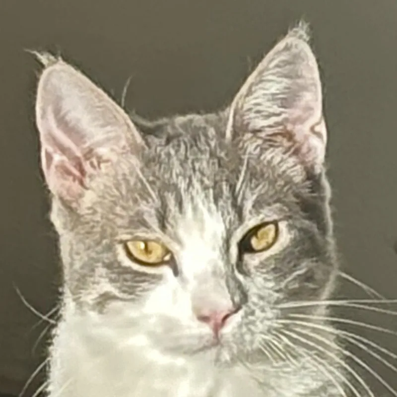 Piccolo [and Oboe] thumbnail 4