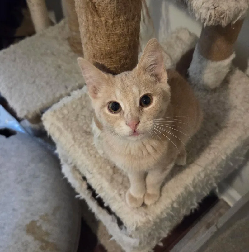 A young medium-sized male Domestic Short Hair cat named Bailiff for adoption in Camden, SC
