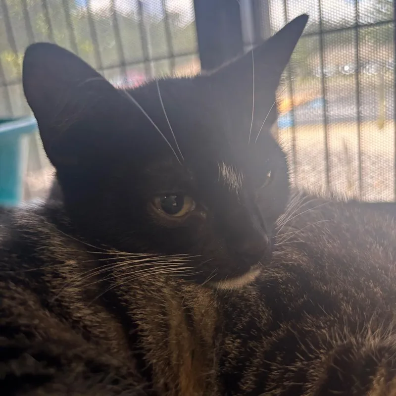 A baby small-sized female Orange / Red Domestic Short Hair cat named Penne for adoption in Lakeland, FL