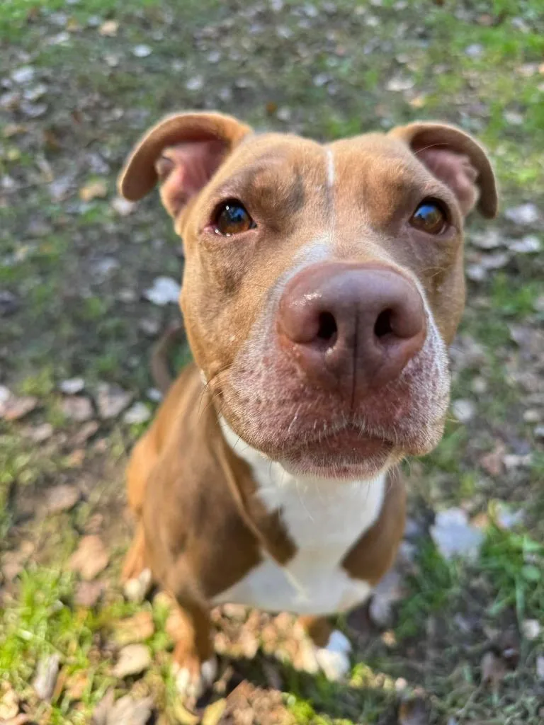 An adult medium-sized female Pit Bull Terrier dog named Matilda for adoption in Berlin, MD