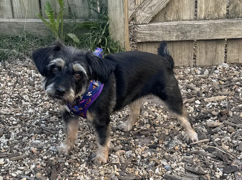 An adult small-sized female Terrier dog named Poppy for adoption in Ellicott City, MD