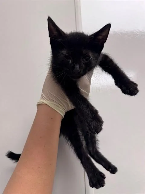 A baby small-sized male Domestic Short Hair cat named Ken for adoption in Ontario, CA