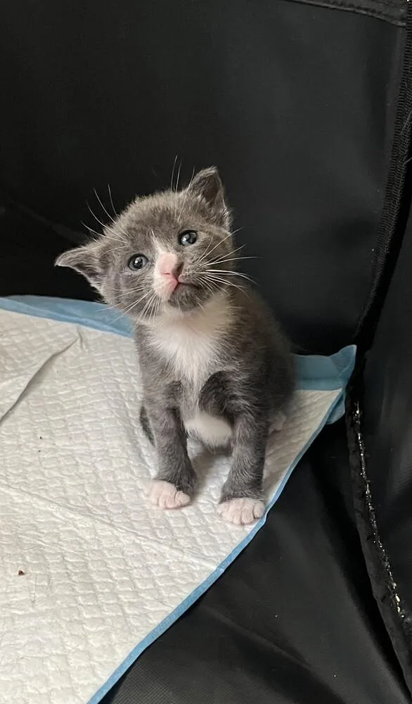 A baby small-sized female Gray & White Domestic Short Hair cat named Charlotte for adoption in Virginia Beach, VA