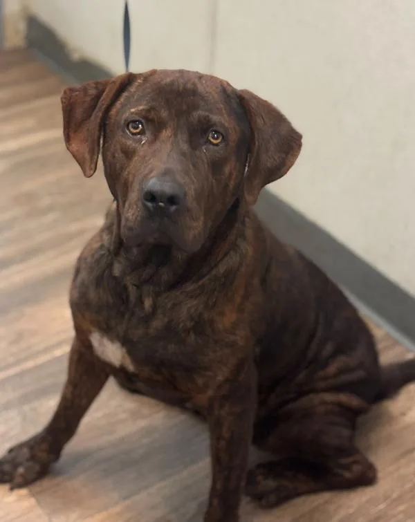 An adult large-sized male Mastiff dog named Cielo for adoption in El Cajon, CA