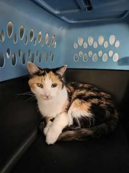 An adult medium-sized female Orange / Red Domestic Short Hair cat named Molly Reed for adoption in Kansas City, MO