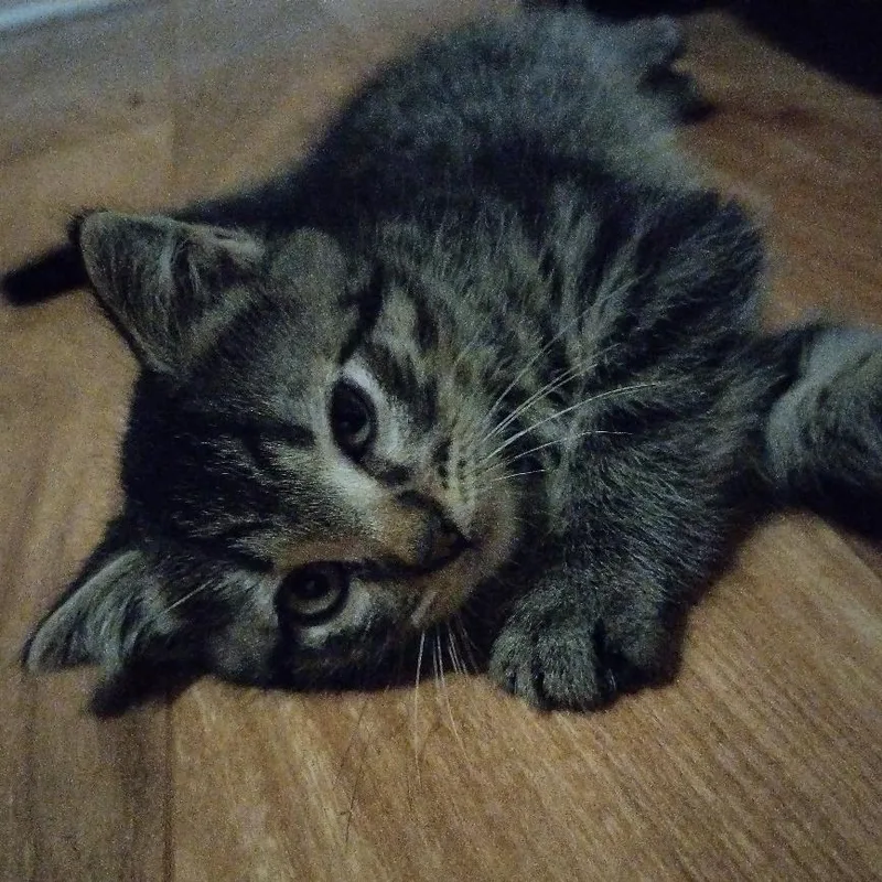 A baby small-sized male Brown / Chocolate Domestic Short Hair cat named Hot Wheels for adoption in Keizer, OR