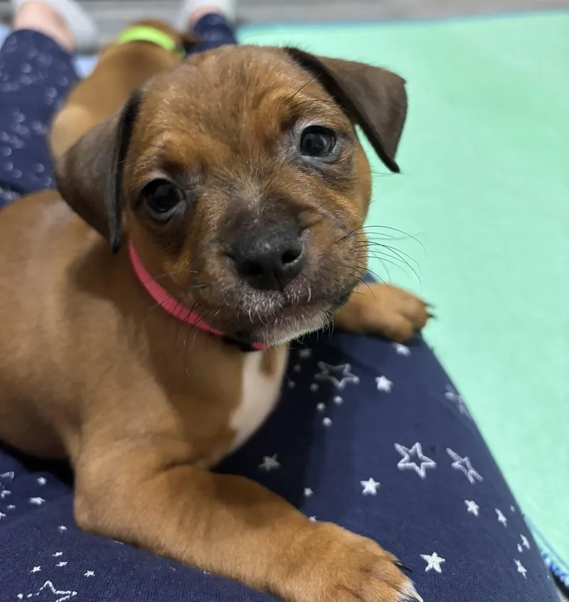 A baby small-sized female Terrier dog named Flame  Rumor for adoption in Lakeland, FL