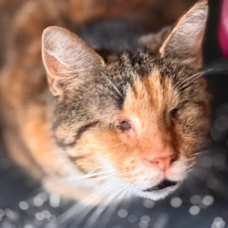 An adult medium-sized female Torbie cat named Addie for adoption in Huntington, NY