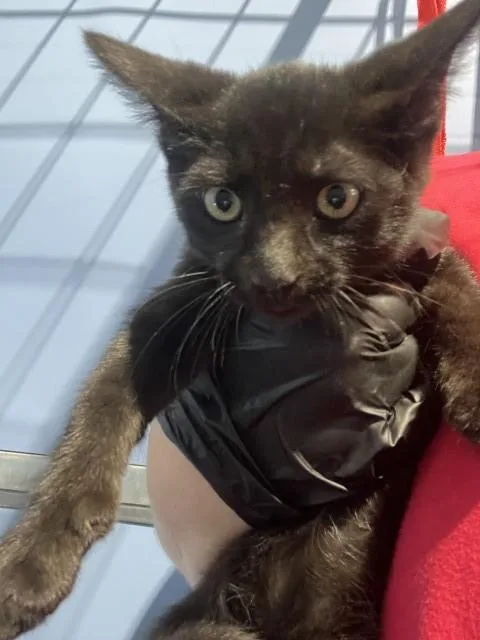 A baby small-sized male Domestic Short Hair cat named Bok Choy for adoption in San Bernardino, CA