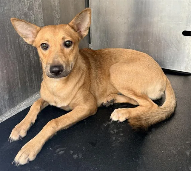 A young medium-sized female Shepherd dog named Tiny for adoption in San Antonio, TX